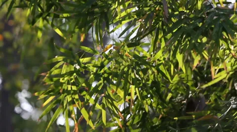 Leaf of bamboo movement 動画素材 35297929