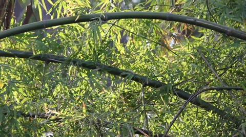 Leaf of bamboo movement 動画素材 35297939