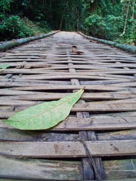 Leaf on bamboo way Stock Photos