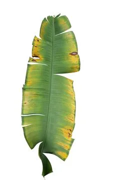 Leaf banana almost dry on isolate background Stock Photos