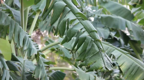 Leaf of banana movement 動画素材 35576543