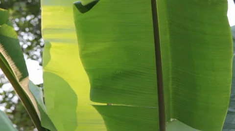 Leaf of banana movement 動画素材 35576562