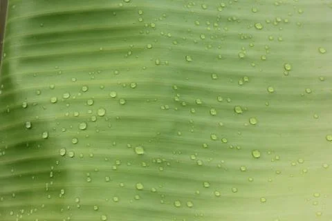 Leaf of banana Stock Photos