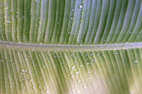 Leaf of banana Stock Photos