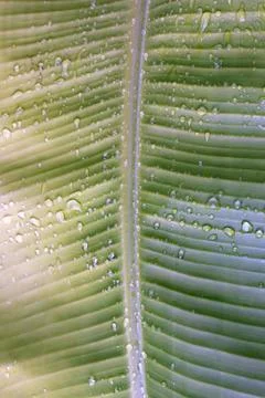 Leaf of banana Stock Photos
