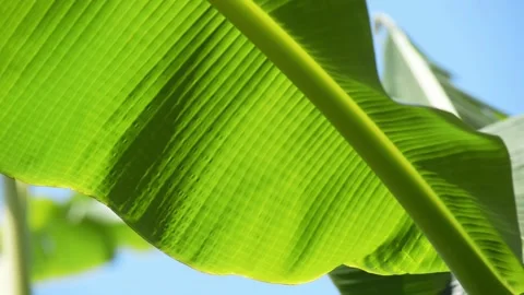Leaf of banana tree under bright sun Stock Footage 95175376