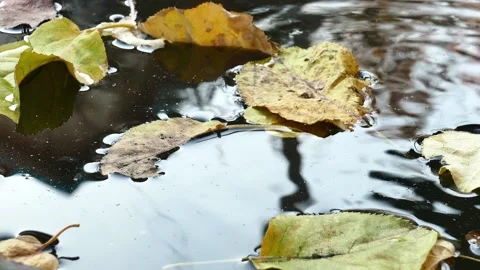 Leaf in barrel Stock Footage 163834554