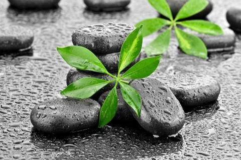 Leaf with basalt stones  Stock Photos