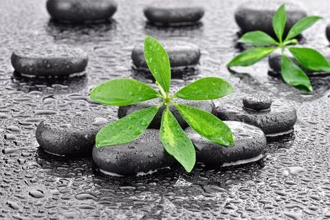 Leaf with basalt stones  Stock Photos