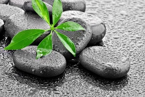 Leaf with basalt stones  Stock Photos