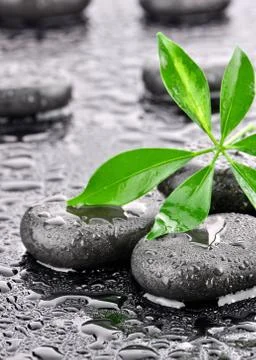 Leaf with basalt stones  Stock Photos