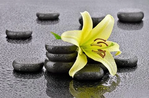 Leaf with basalt stones  Stock Photos