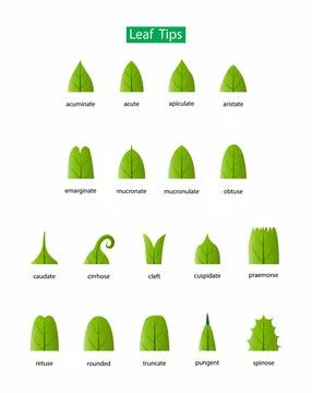 Leaf bases, Morphology of Leaf, Leaves can have many different shapes Stock Illustration