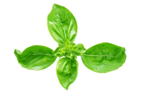 Leaf of basil isolated Stock Photos