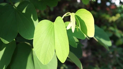 Leaf of Bauhinia purpurea in the wind Video stock 265062874