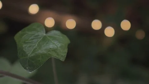 Leaf with the beautiful background Vidéo 85097886