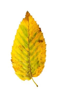 Leaf of beech tree isolated on white Stock Photos