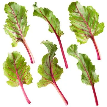Leaf beet Stock Photos