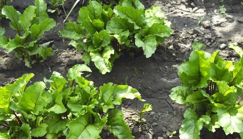 Leaf of beet root. Fresh green leaves of beetroot or beet root seedling Stock Photos