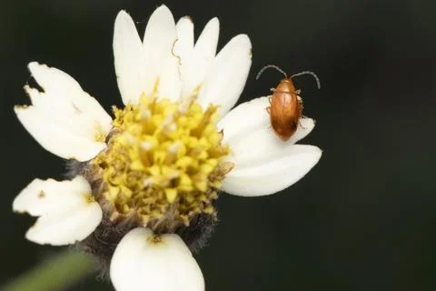 Leaf beetle, Aphthona flava, Satara, Maharashtra, India Stock Photos