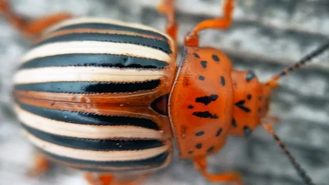 Leaf beetle Chrysolina Americana Macro shot 4K Stock Footage 129770120