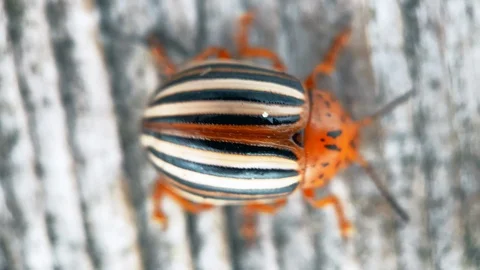 Leaf beetle Chrysolina Americana Macro shot 4K Stock Footage 129782826