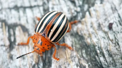 Leaf beetle Chrysolina Americana Macro shot 4K Stock Footage 129783382