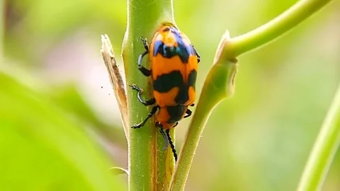 Leaf Beetle (Chrysomelidae) Climbing Plant Stem 2K Slow Motion Stock Footage 346233289
