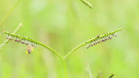 Leaf beetle (Clytra laeviuscula) and bee (Apis mellifera) pollinating grass Video stock 288016333