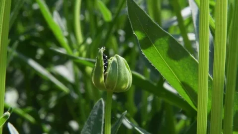 Leaf beetle crawling Stock Footage 82370727