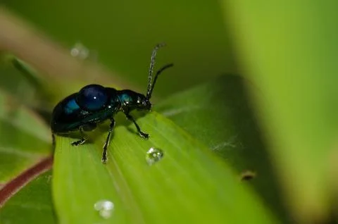 Leaf beetle with a drop of water. Stock Photos