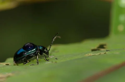 Leaf beetle with a drop of water. Stock Photos
