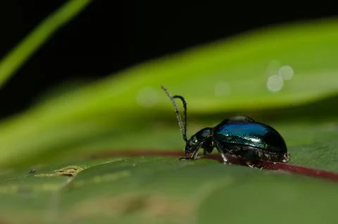 Leaf beetle with a drop of water. Stock Photos