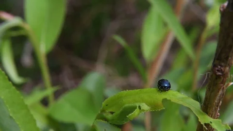 Leaf beetle flying Stock Footage 82785652