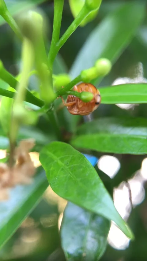 Leaf Beetle Stock Footage 246461069