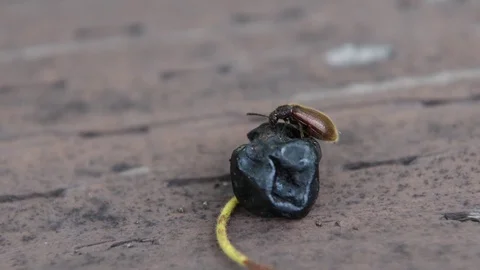 Leaf beetle gnawing Stock Footage 83470035