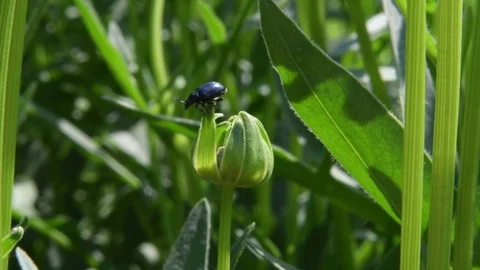 Leaf beetle grooming Stock Footage 82371401