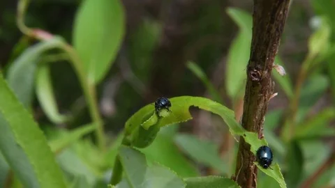 Leaf beetle grooming Stock Footage 82785638