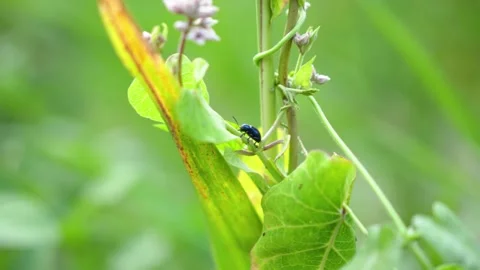 Leaf beetle insects Coleoptera pests Stock Footage 202169730