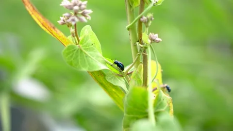 Leaf beetle insects Coleoptera pests Stock Footage 202170008