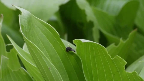 Leaf beetle larva crawling Video stock 82900075