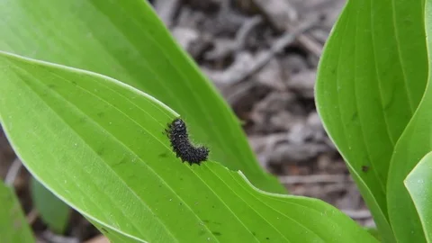 Leaf beetle larva crawling Stock Footage 82900099
