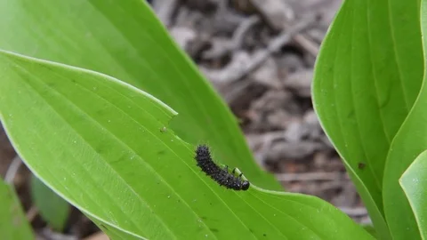 Leaf beetle larva crawling Stock Footage 82900209