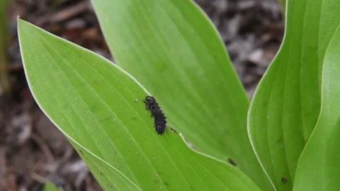 Leaf beetle larva nibbling Stock Footage 82900076