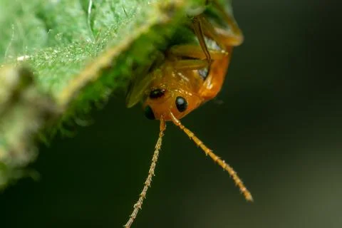 Leaf Beetle Macro Closeup Stock Photos