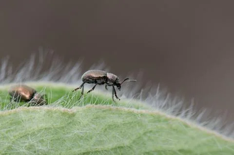 Leaf beetle Macrocoma obscuripes. Stock Photos