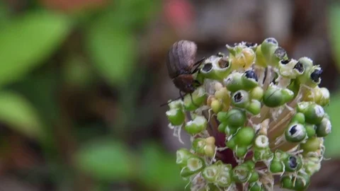 Leaf beetle nibbling alpine leek fruit Stock Footage 83199305