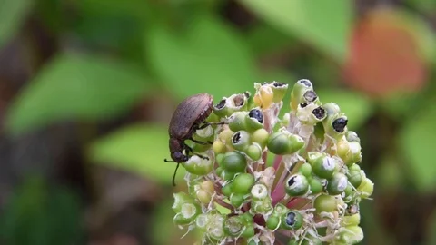 Leaf beetle nibbling alpine leek fruit Stock Footage 83199310
