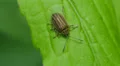 Leaf Beetle (Ophraella conferta) 1 HD Footage