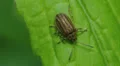 Leaf Beetle (Ophraella conferta) 2 HD Footage